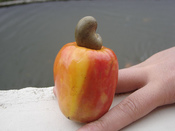 Cashew Apple or Marañon