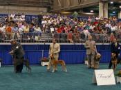 Part of the American Kennel Club hound group at a dog show. Edited by myself from the origianl version on Flickr. The breeds from left ot right are: Rhodesian Ridgeback, Irish Wolfhound, Greyhound, Saluki, Otterhound, Bloodhound, Borzoi, American Foxhound
