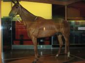 Phar Lap at the Melbourne Museum