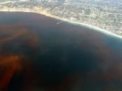 Dead zones are often caused by the decay of algae during algal blooms, like this one off the coast of La Jolla, San Diego, California.