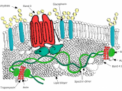 English: Major proteins in the erythrocyte (red blood cell) membrane.