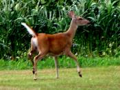 English: AN EASTERN UNITED STATES WHITETAIL DEER - A DOE WITH TAIL UP, THE FLAG OF ALARM IN THIS SPECIES.