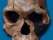 English: Homo habilis KNMR 1813 discovered at Koobi Fora (replica) Español: Réplica del cráneo de Homo habilis KNMR 1813 descubierto en Koobi Fora (Kenia)