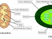 English: Outline of Mitochondria and Chloroplast