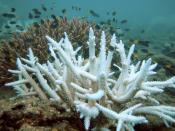 Bleached branching coral (foreground) and normal branching coral (background), Keppel Islands, Great Barrier Reef