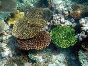 Image of corals from the Maldivian island of Madoogali showing a clear recover ongoing from 1998 coral bleaching.