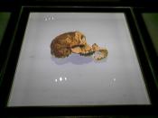 The Taung Child skull as seen when it was exhibited at the Maropeng visitor's centre at the Cradle of Humankind in early 2007.