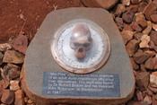 English: Model of the skull of Mrs Ples at Maropeng, South Africa