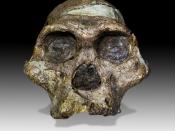 The original complete skull (without upper teeth and mandible) of a 2,1 million years old Australopithecus africanus specimen so-called 
