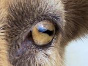 English: This close up of a goat's eye shows the horizontal pupils that resemble slits or rectangles.
