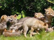 Coyote (Canis latrans) pups