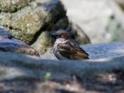 House Sparrow - passer domesticus