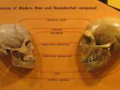 English: comparison of Neanderthal and Modern human skulls from the Cleveland Museum of Natural History