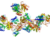 English: Structure of the TBP protein. Based on PyMOL rendering of PDB 1c9b.