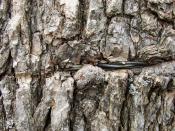 English: Tree bark with embedded in .
