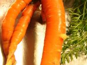 Multiple roots carrot