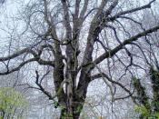 Anne Frank Chestnut Tree. Edited for brightness. Derived from Image:Annefranktree.JPG.
