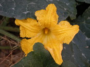 English: A Pumpkin flower attached to the vine.