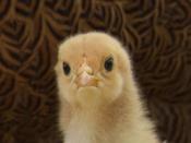 Chick 2013-05-20