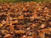 Maple leaves fallen on a lawn.