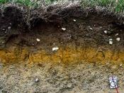 English: This picture of a stagnogley soil was taken by me and I make it avaiable to everyone to use