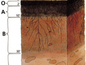Soil profile 236x288 38.76 KB. Units are inches.