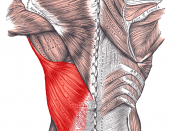 Muscles connecting the upper extremity to the vertebral column.