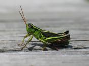 Grasshopper In Nova Scotia