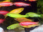 GloFish fluorescent fish. Genetically modified. Danio rerio.