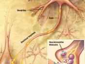 English: Drawing illustrating the process of synaptic transmission in neurons, cropped from original in an NIA brochure.