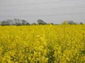 English: Fields of rape overpower the senses The colour! The smell! The sheer size of the fields!