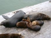 A family (I suppose) of Sea lions in Santa Cruz, California.