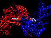 English: Blue and Red colored to show dimer characteristic of tyrosine aminotransferase.