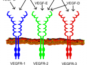 VEGF receptors and ligands