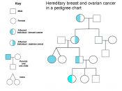 Ovarian and breast cancer patients in a pedigree chart of a family