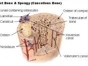 English: Compact bone & spongy bone Details available from source webpage.