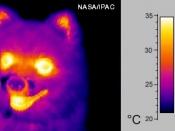 Thermogram (infrared image) of a small dog, with Fahrenheit temperature scale. Approximate Celsius scale was added later by Wikipedia.