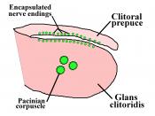 Diagram of the human glans clitoridis, showing locations of encapsulated sensory receptors.