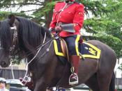 A female RCMP officer riding a horse at the 2008 Calgary Stampede Parade in Calgary, Alberta, Canada.