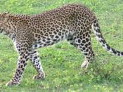 Sri Lanka Leopard (Panthera pardus kotiya)