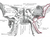 Sphenoid bone. Anterior and inferior surfaces.