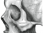 The Zygomatic process forms an 