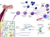English: Pathway of stem cell differentiation