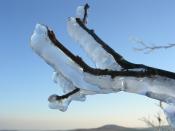 English: A buildup of ice on a branch after an ice storm. Taken in New Ipswich, NH, on the top of Pratt Mountain (42°43′57″N 71°55′10″W). Français : Accumulation de glace sur une brindille après une pluie verglaçante. Photo prise àu sommet de Pratt Mounta