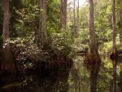 English: Wooded swamp habitat on the western side of the Okefenokee Swamp in the Okefenokee National Wildlife Refuge