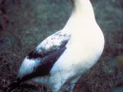English: Short-tailed Albatross (Diomedea albatrus)
