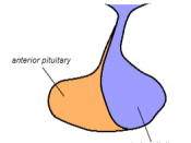 English: Pituitary gland illustration by Diberri.