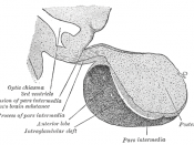 Median sagittal through the hypophysis of an adult monkey. Semidiagrammatic.