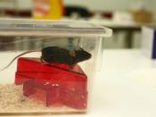 Mouse in Research for Animal Testing