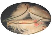 English: Brine shrimp (artemia salina).